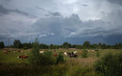 Экс-глава МИД Австрии Карин Кнайсль поняла, почему в Рязанской области вкусное молоко