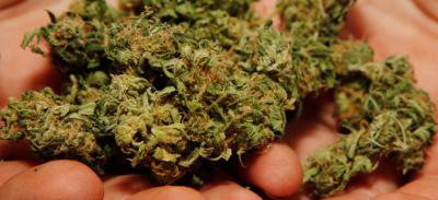 В Ухоловском районе и Шилово пресечены два факта незаконного хранения марихуаны