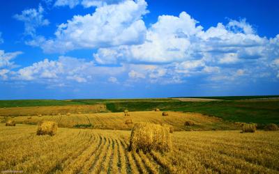 В Рязанской области выделены особо ценные сельскохозяйственные угодья