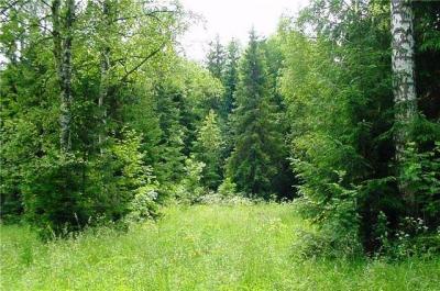 В Рязанской области деревья растут правильно