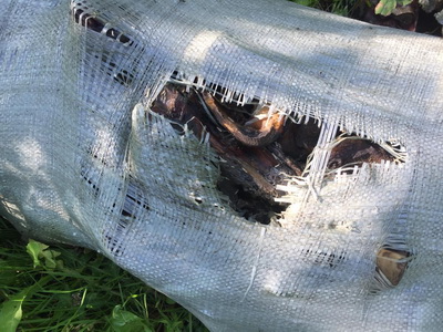 В лесопосадке в Хамбушево обнаружили гниющие останки скота