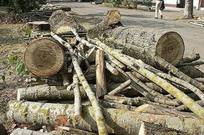 «Городские проекты Рязани» заинтересовались вырубкой деревьев на Семинарской улице