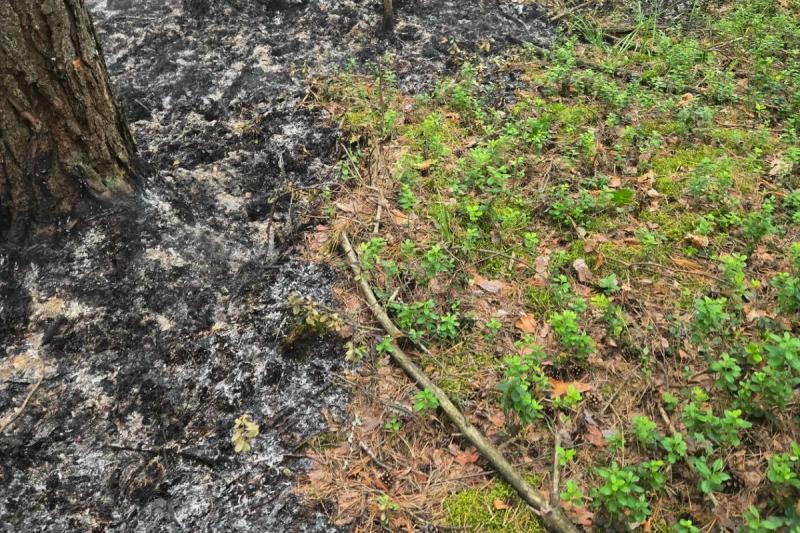 В Солотчинском лесничестве произошёл лесной пожар