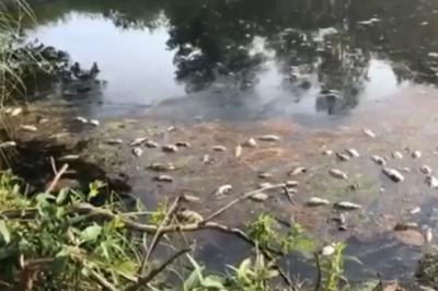 В реке Пре вновь массово гибнет рыба