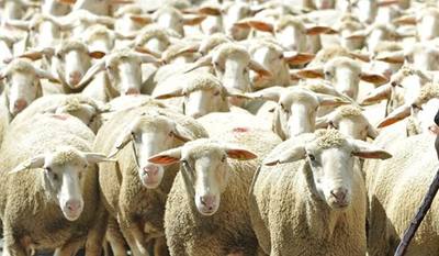 В Путятинском районе от голода погибают овцы