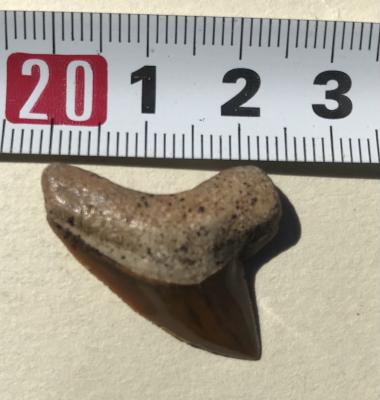 В ходе раскопок на Малом Проломе под Шацком обнаружен зуб скваликоракса