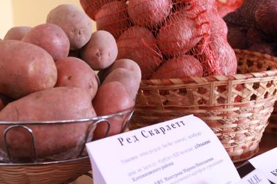 Рязанцам стоит остерегаться польского и белорусского картофеля