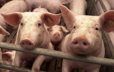 В Рязанскую область разрешено ввозить пензенскую свинину