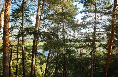 В 2023 году ревизию лесов проведут в пяти районах Рязанской области