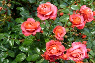 С клумб на двух улицах Рязани украли 77 кустов роз