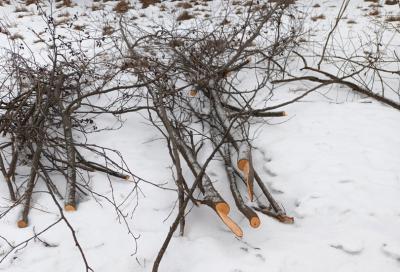 Рязанцы пожаловались на сумасшедшего, который вырубил деревья на реке Плетёнка
