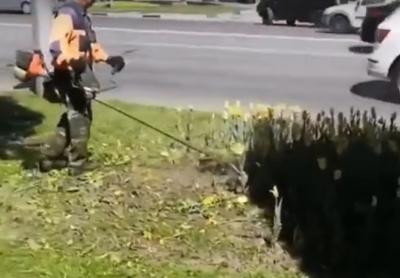 В центре Рязани работники ДБГ скосили тюльпаны