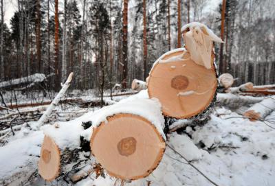 Московский бизнесмен самовольно рубил шиловский лес