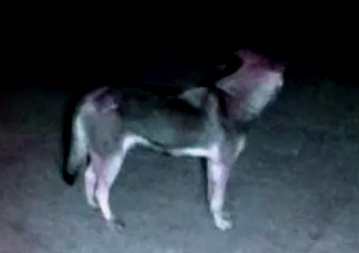Рязанцев предупредили о собаках, тихо кусающих в районе «НИТИ Арена»