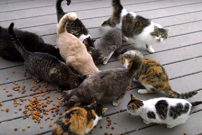 В Кораблино кошки сообщили соседям о смерти своего хозяина
