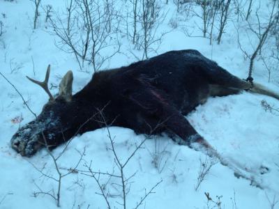 Клепиковские полицейские поймали браконьеров, застреливших лося