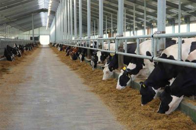 Рязанская область вошла в первую двадцатку регионов РФ по производству молока