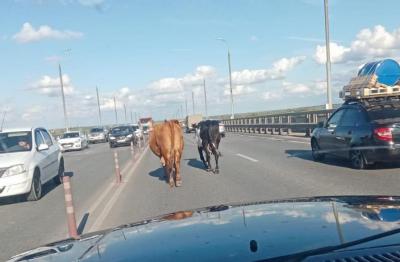 На Солотчинском мосту собирается пробка из-за коров