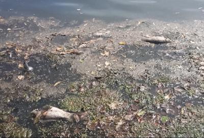 В Рюминском пруду Рязани массово погибла рыба