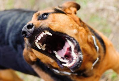 В Ухоловском районе выявлен случай бешенства у собаки