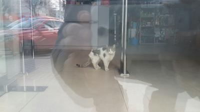 В Рязани спасли кота, закрытого в магазине