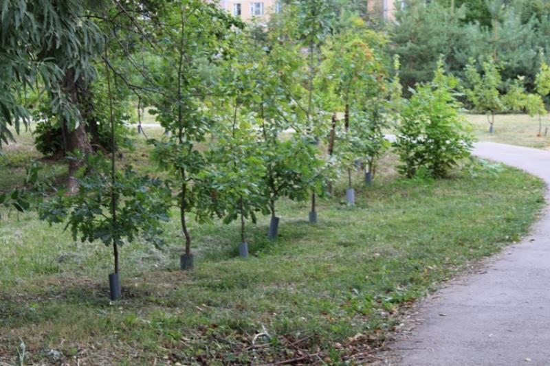 В Дендропарке в Рязани проведут благоустройство за 3,75 миллиона рублей