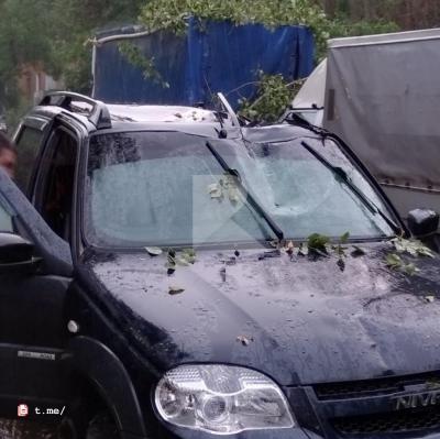 Во время урагана в Рязани дерево упало на движущийся автомобиль