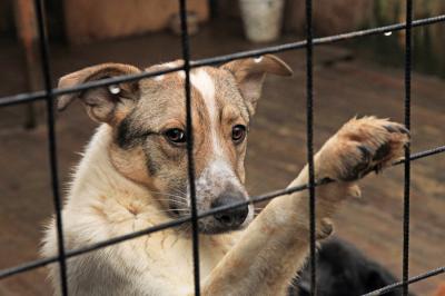 Рязанские зоозащитники обратили внимание властей на проблему бездомных животных