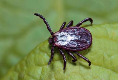 Ещё 180 рязанцев покусали клещи