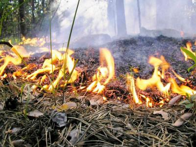Рязанцев предупреждают о высокой пожарной опасности в лесах