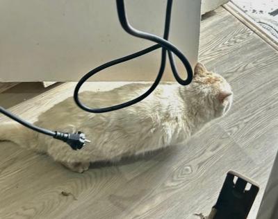 Отряд РязГМУ «Salus» спас кота, застрявшего под ванной