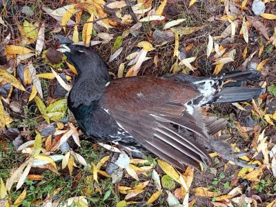 В Дашково-Песочне Рязани нашли мёртвого глухаря