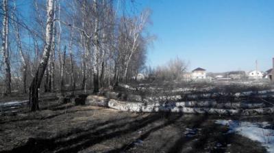 В Рыбном вырубают берёзовую аллею под строительство частных домов