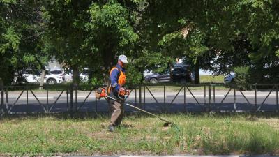 В сквере на площади Ленина в Рязани пропололи розы