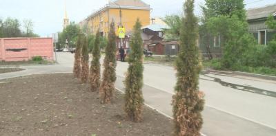 В сквере на улице Новослободской засыхают молодые деревья