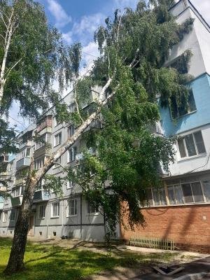 В Дягилево берёза рухнула на многоэтажку