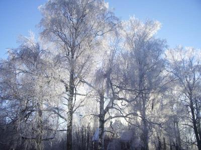Ночью в Рязанском регионе ожидается минус 22 градуса
