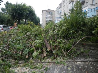 Упавшее на улице Яхонтова дерево распилено 