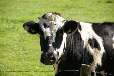 Полиция поймала вора, укравшего трёх коров в Милославском районе