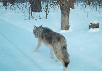 Фотоловушка в Окском заповеднике запечатлела прогулку волка