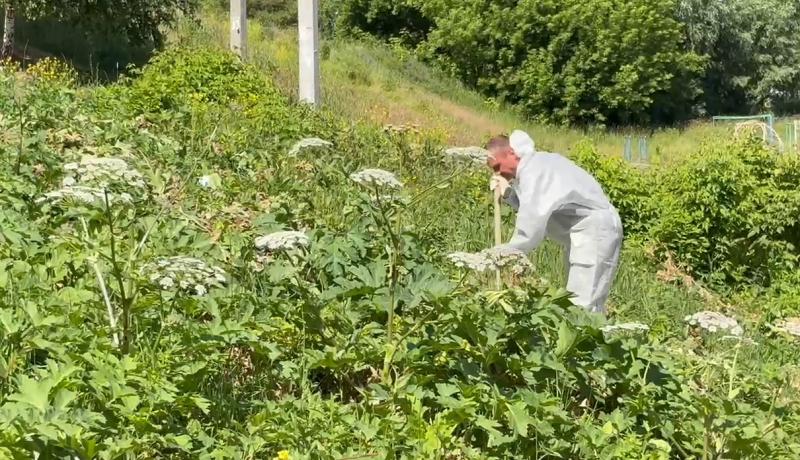 Мэрия Рязани рассказала о борьбе с борщевиком
