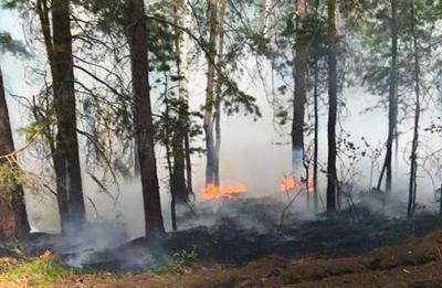 Под Рязанью продолжают поджигать лес