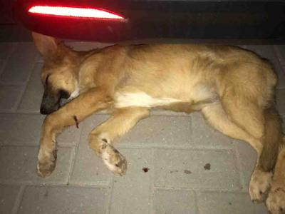 В Семчино неизвестные прострелили лапу собаке