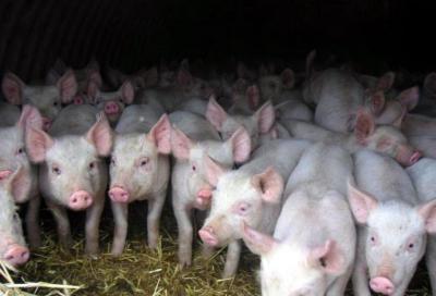 Принято решение об изъятии свиней в 35 населённых пунктах Спасского района