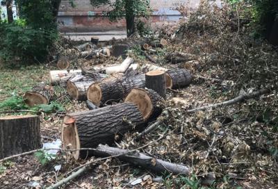 Жители улицы Дзержинского в Рязани больше месяца жалуются на свалку деревьев