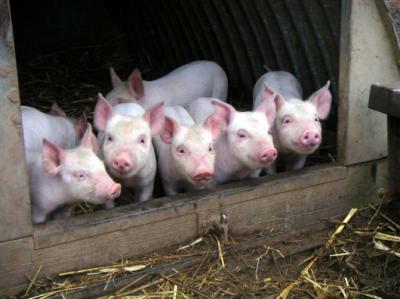 В Рязанский регион запрещён ввоз продукции свиноводства из Волгоградской области