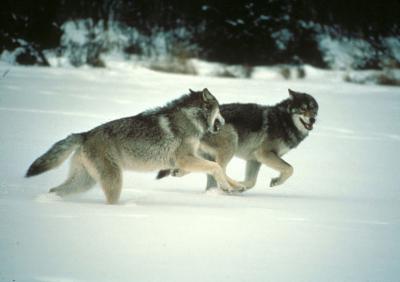 В Рязанской области могут ввести дополнительные меры регулирования численности волка и лисицы