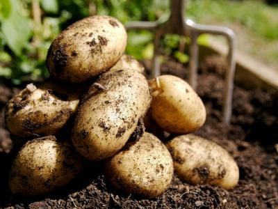 В Рязани обсудят инновационные технологий возделывания и переработки картофеля