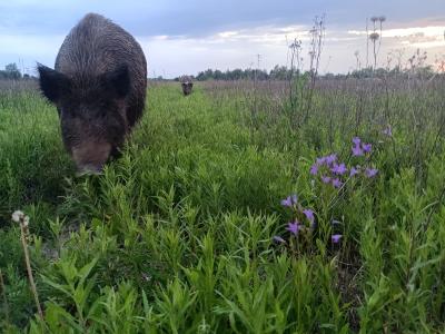 Рязанцам показали прогулку кабанов в колокольчиках