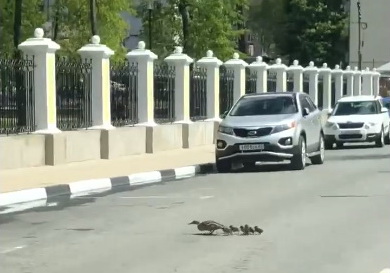 В Рязани у Наташкиного парка засняли утку с утятами